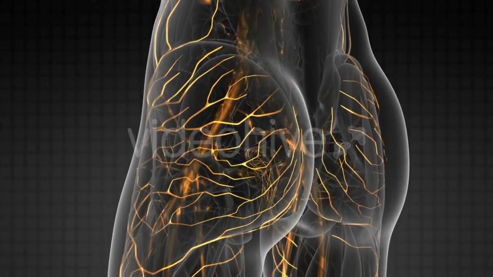 Human Body with Glow Blood Vessels - Download Videohive 20856931