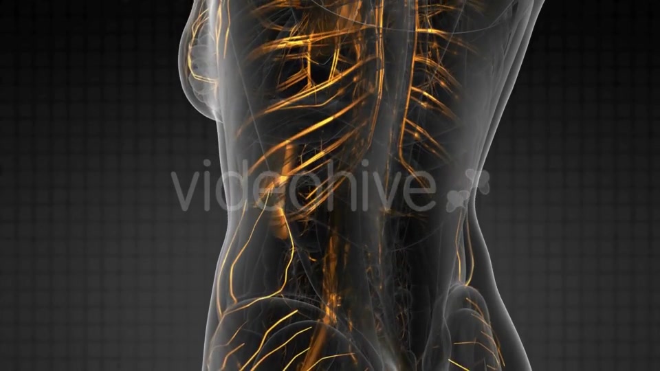 Human Body with Glow Blood Vessels - Download Videohive 20856931