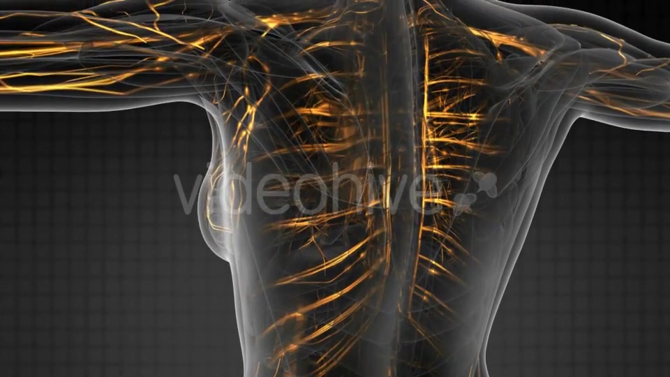 Human Body with Glow Blood Vessels - Download Videohive 20856931