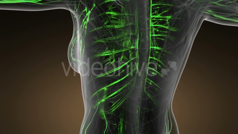 Human Body with Glow Blood Vessels - Download Videohive 20902585