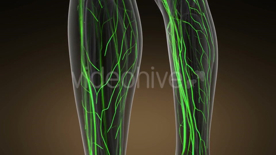 Human Body with Glow Blood Vessels - Download Videohive 20902585