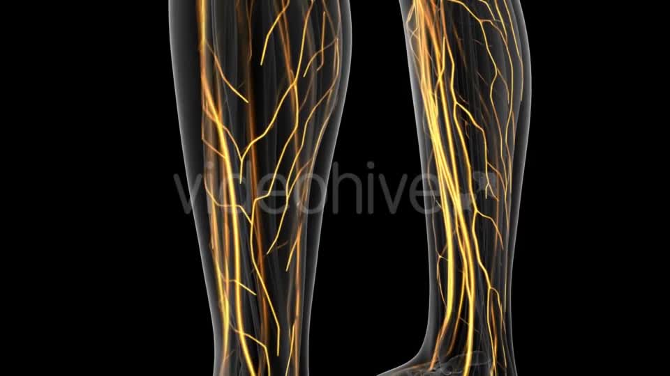 Human Body with Glow Blood Vessels - Download Videohive 20902669