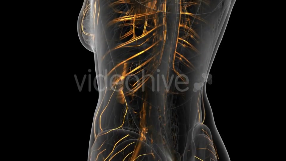 Human Body with Glow Blood Vessels - Download Videohive 20902669