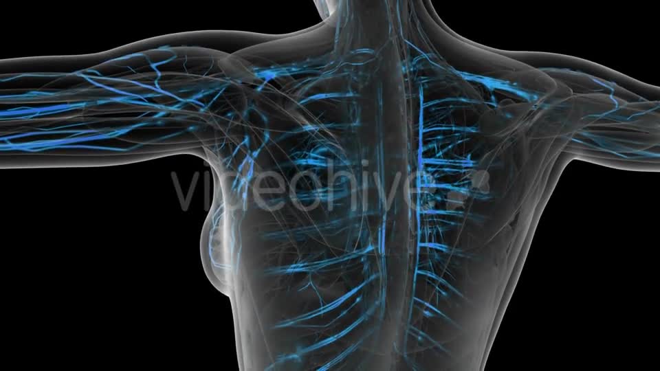 Human Body with Glow Blood Vessels - Download Videohive 20915651