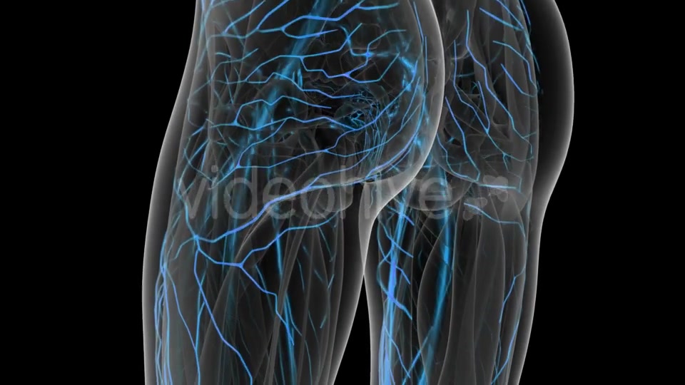 Human Body with Glow Blood Vessels - Download Videohive 20915651