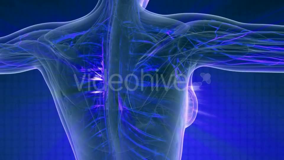 Human Body with Glow Blood Vessels - Download Videohive 20978978