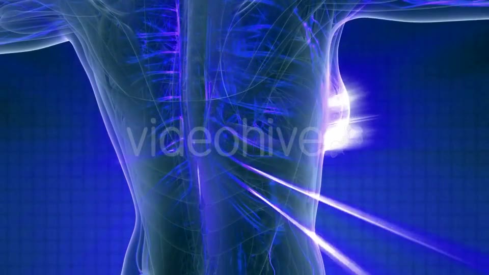 Human Body with Glow Blood Vessels - Download Videohive 20978978