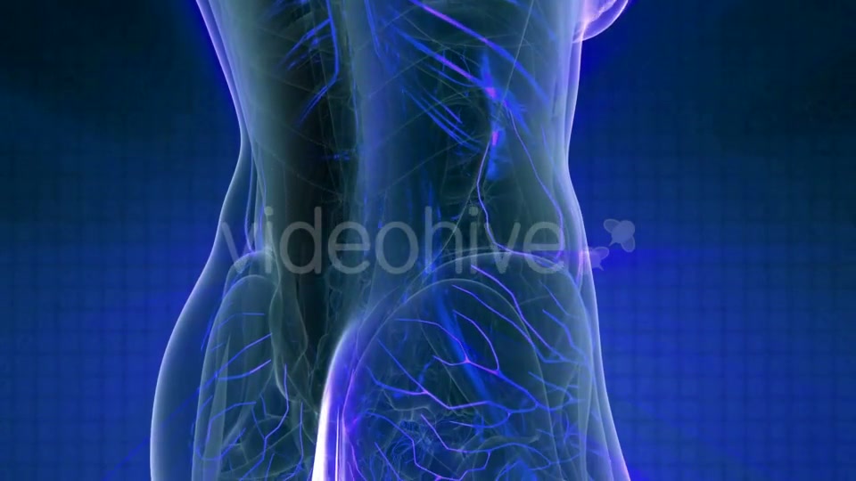 Human Body with Glow Blood Vessels - Download Videohive 20978978