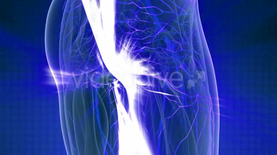 Human Body with Glow Blood Vessels - Download Videohive 20978978