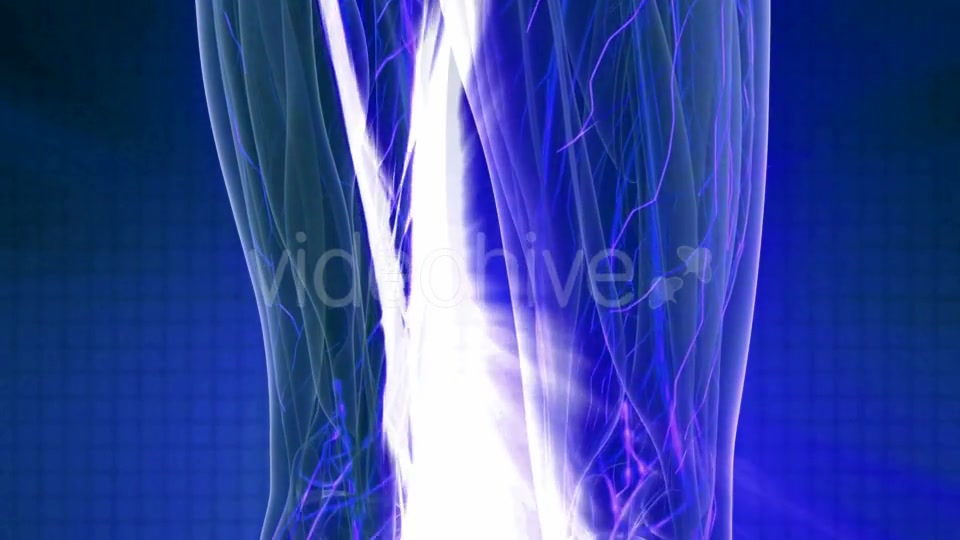 Human Body with Glow Blood Vessels - Download Videohive 20978978