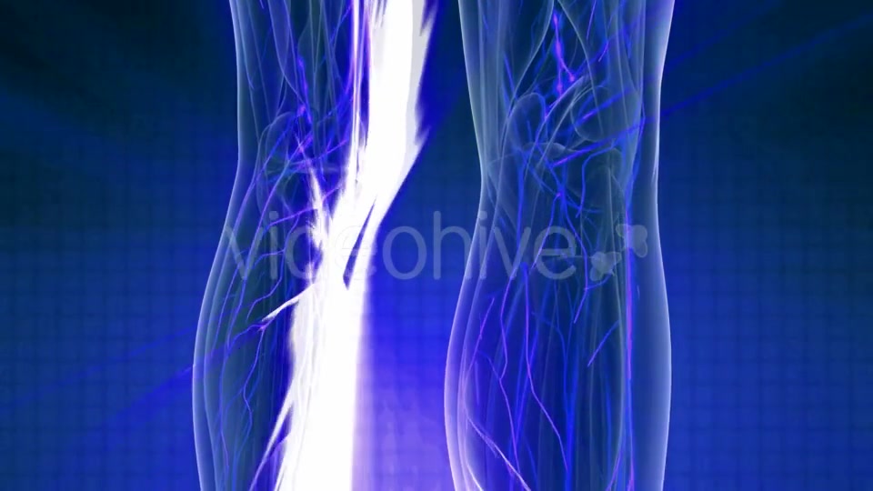 Human Body with Glow Blood Vessels - Download Videohive 20978978