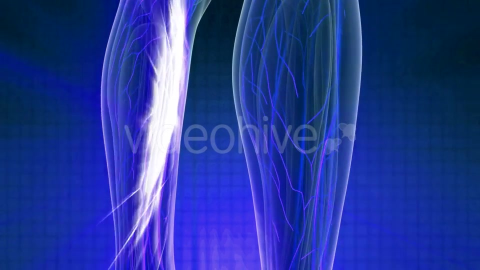 Human Body with Glow Blood Vessels - Download Videohive 20978978