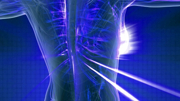 Human Body with Glow Blood Vessels - Download Videohive 20978978