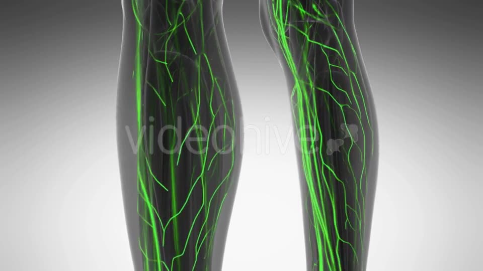 Human Body with Glow Blood Vessels - Download Videohive 20987074