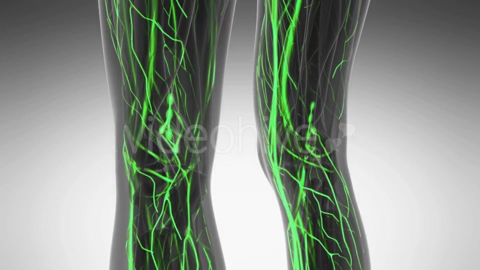 Human Body with Glow Blood Vessels - Download Videohive 20987074