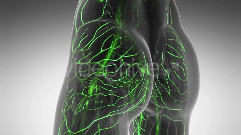 Human Body with Glow Blood Vessels - Download Videohive 20987074
