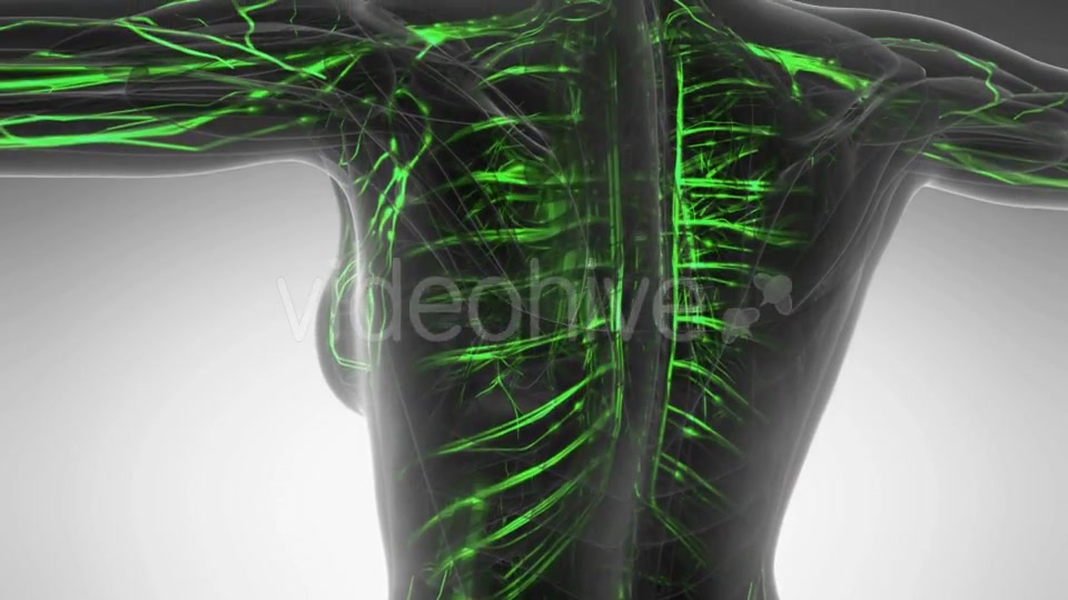 Human Body with Glow Blood Vessels - Download Videohive 20987074