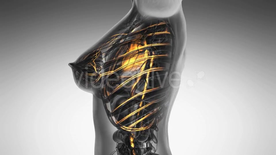 Human Body with Glow Blood Vessels - Download Videohive 20987370