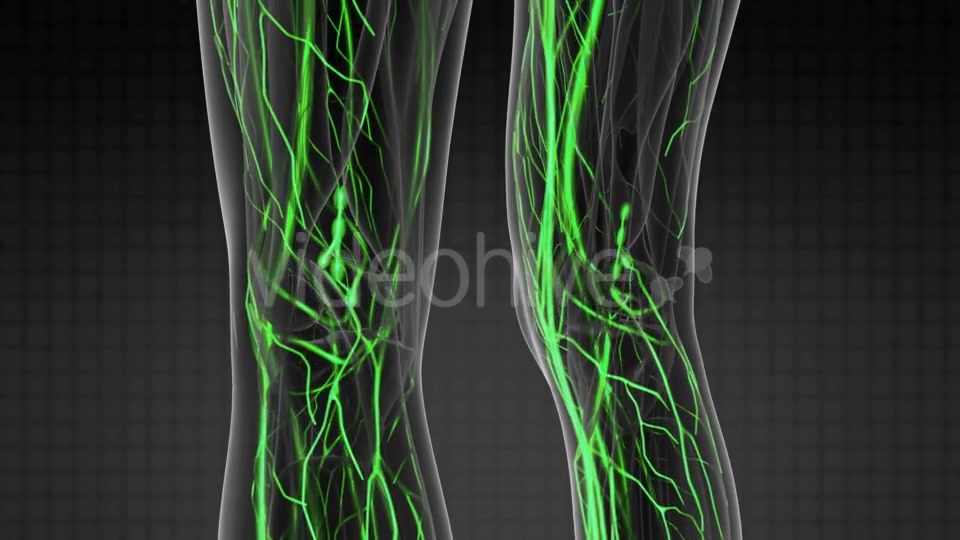 Human Body with Glow Blood Vessels - Download Videohive 21082371