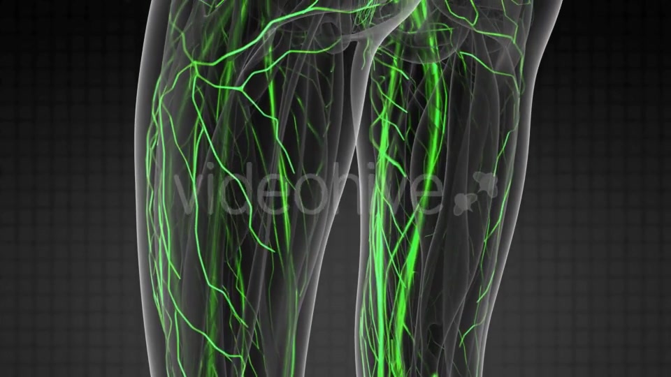 Human Body with Glow Blood Vessels - Download Videohive 21082371