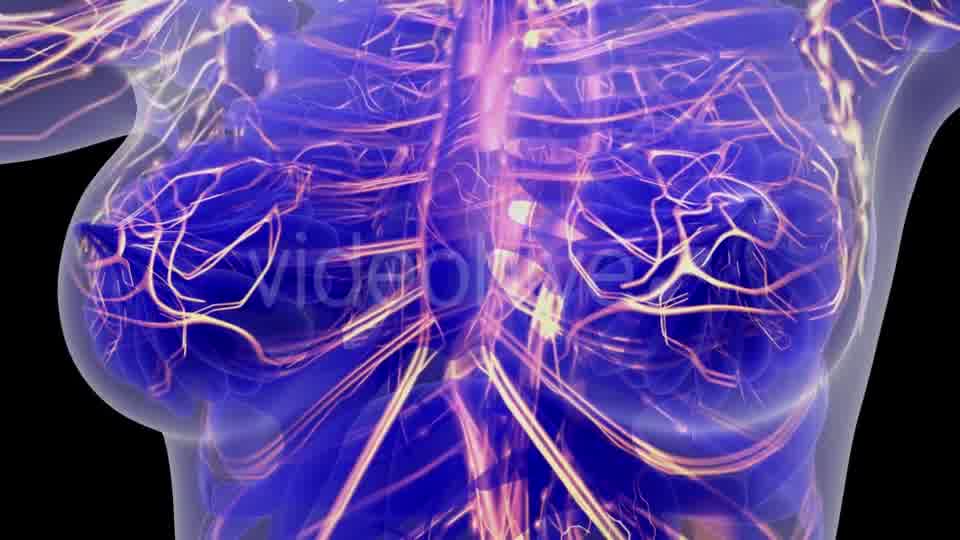 Human Body with Glow Blood Vessels - Download Videohive 21097024