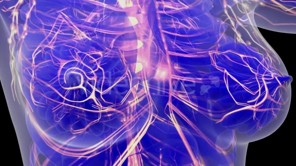 Human Body with Glow Blood Vessels - Download Videohive 21097024