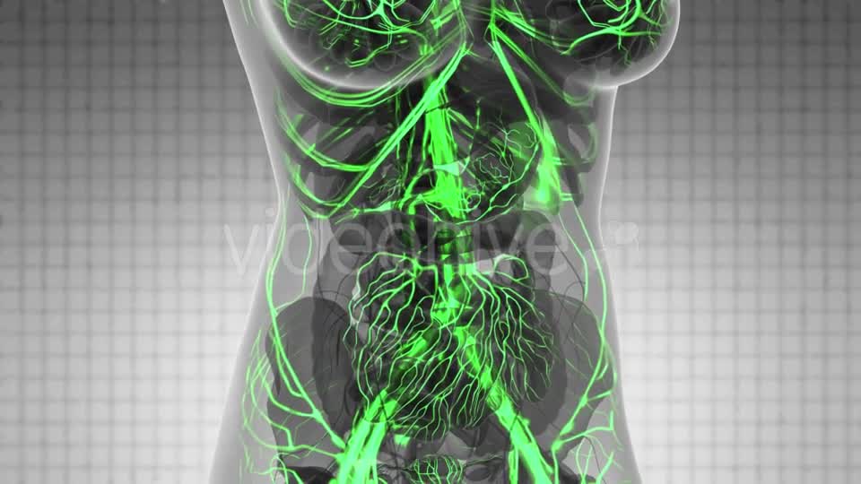 Human Body with Glow Blood Vessels - Download Videohive 21097027
