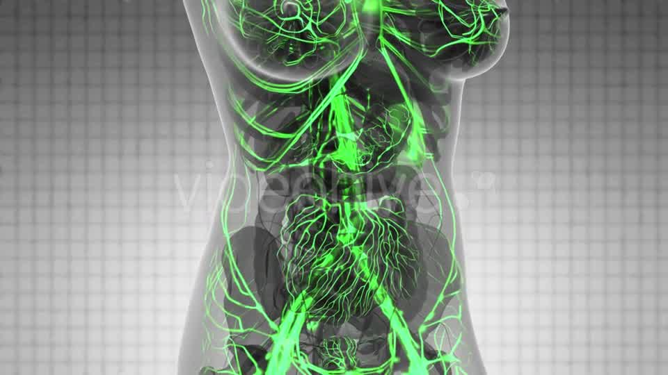 Human Body with Glow Blood Vessels - Download Videohive 21097027
