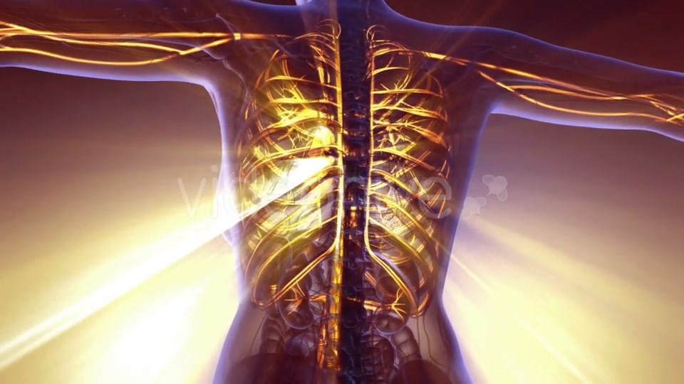 Human Body with Glow Blood Vessels - Download Videohive 21142672