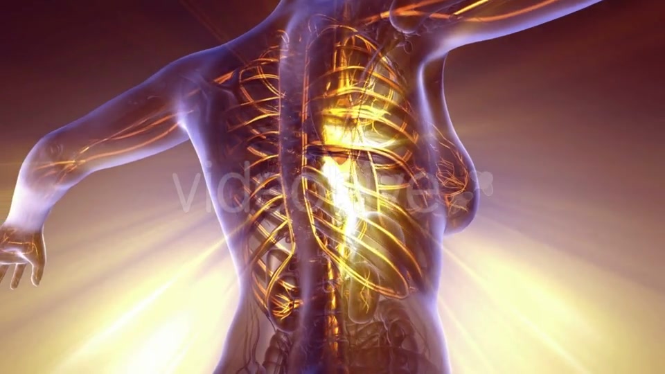 Human Body with Glow Blood Vessels - Download Videohive 21142672