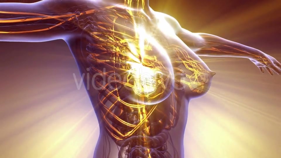 Human Body with Glow Blood Vessels - Download Videohive 21142672