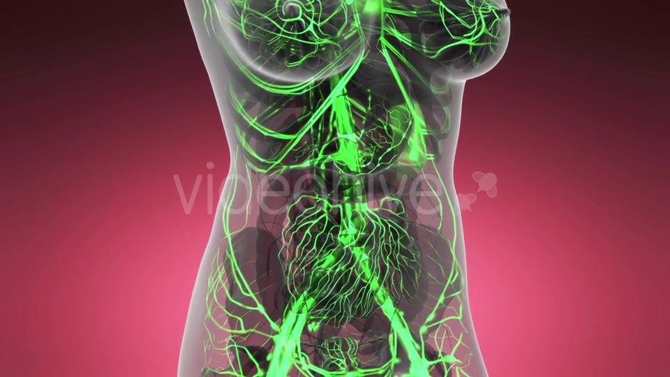 Human Body with Glow Blood Vessels - Download Videohive 21142730