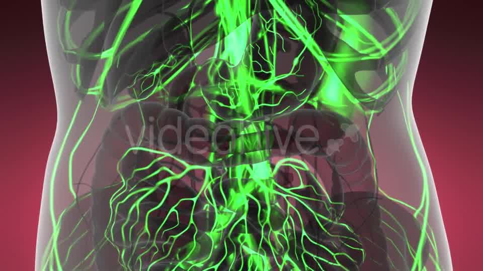 Human Body with Glow Blood Vessels - Download Videohive 21142730
