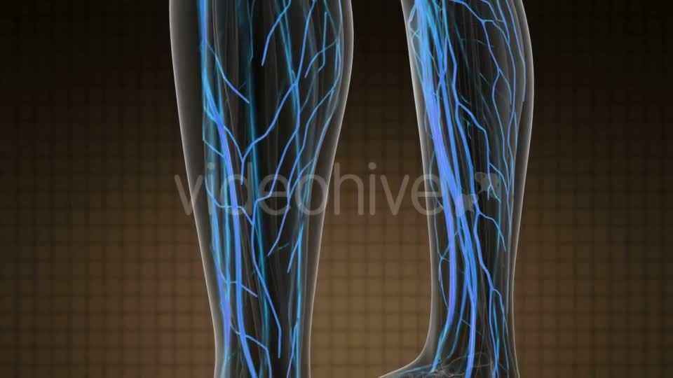 Human Body with Glow Blood Vessels - Download Videohive 21142806