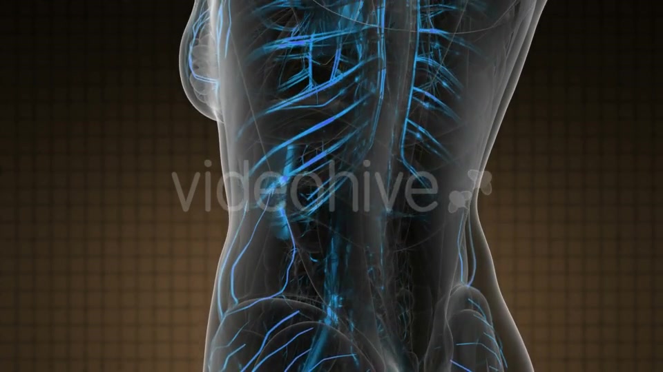 Human Body with Glow Blood Vessels - Download Videohive 21142806
