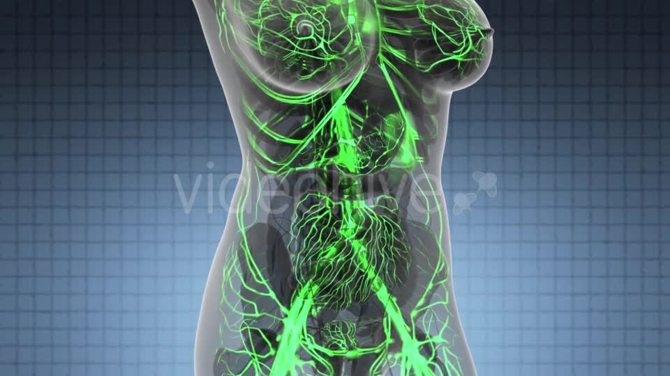 Human Body with Glow Blood Vessels - Download Videohive 21166354