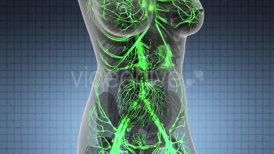 Human Body with Glow Blood Vessels - Download Videohive 21166354