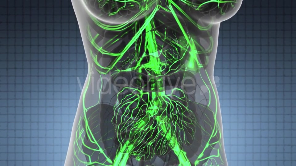 Human Body with Glow Blood Vessels - Download Videohive 21166354