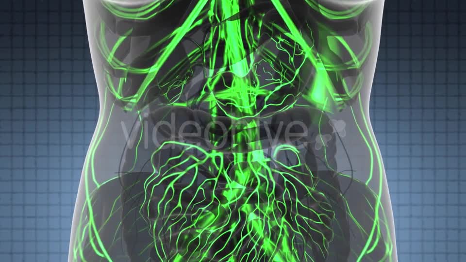 Human Body with Glow Blood Vessels - Download Videohive 21166354