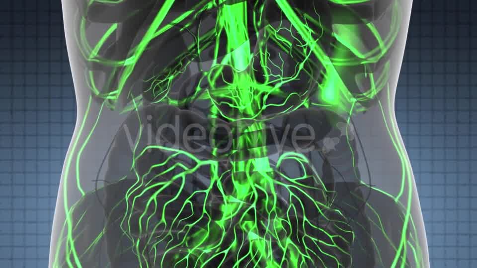 Human Body with Glow Blood Vessels - Download Videohive 21166354