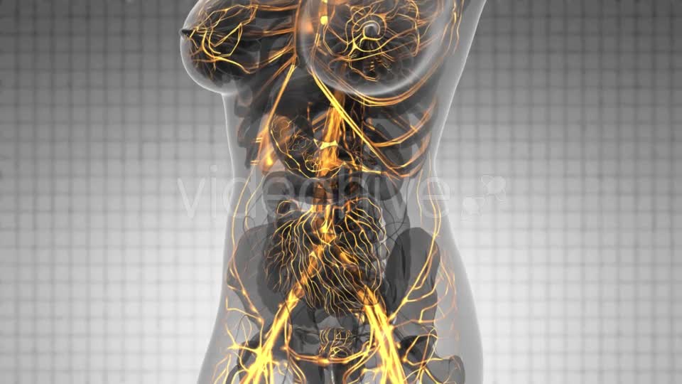 Human Body with Glow Blood Vessels - Download Videohive 21166517