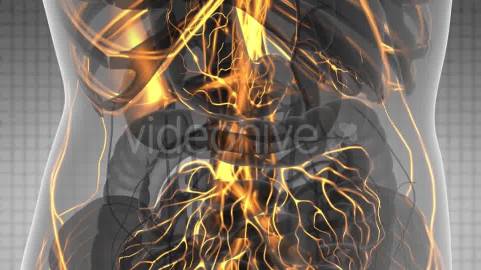 Human Body with Glow Blood Vessels - Download Videohive 21166517