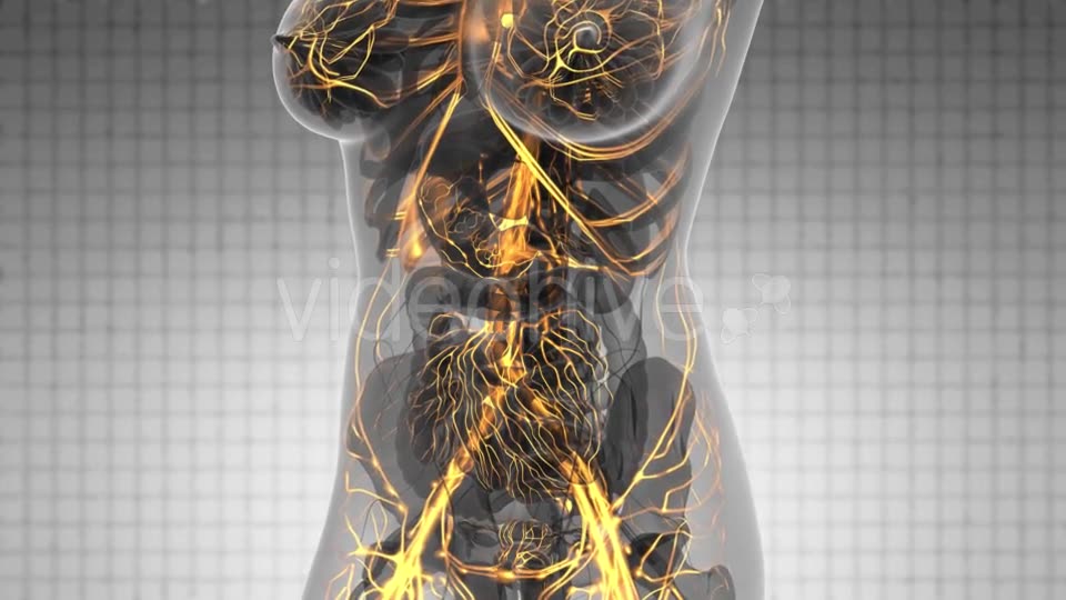 Human Body with Glow Blood Vessels - Download Videohive 21166517