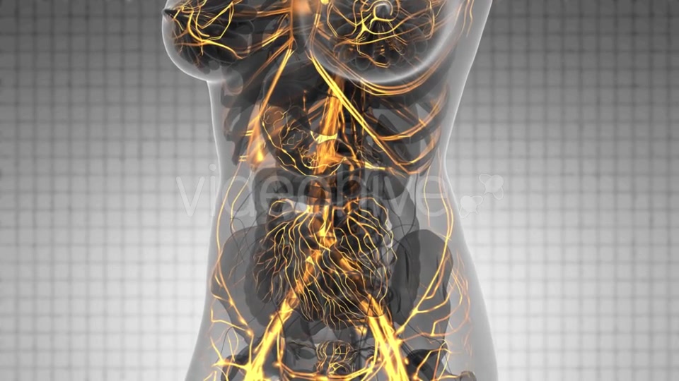 Human Body with Glow Blood Vessels - Download Videohive 21166517