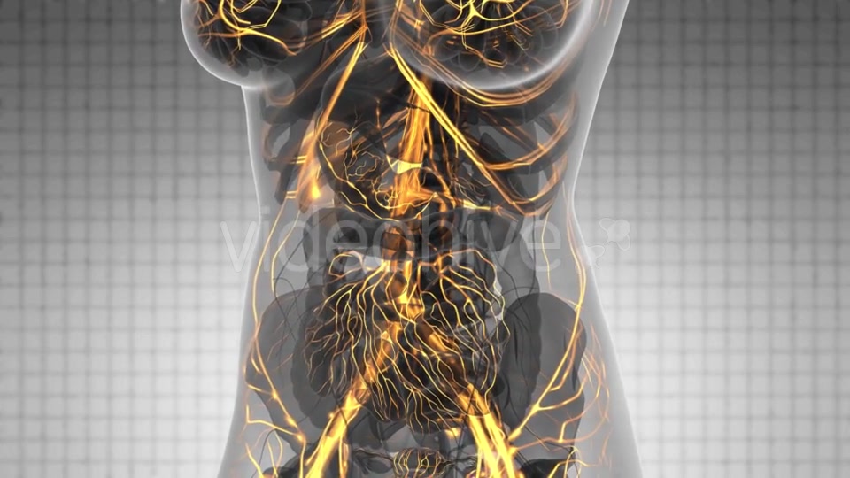 Human Body with Glow Blood Vessels - Download Videohive 21166517