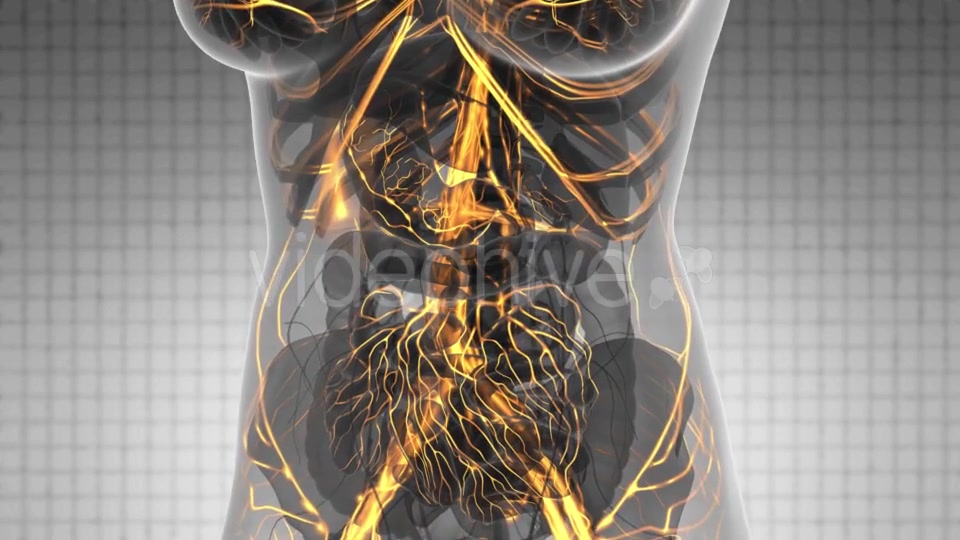 Human Body with Glow Blood Vessels - Download Videohive 21166517