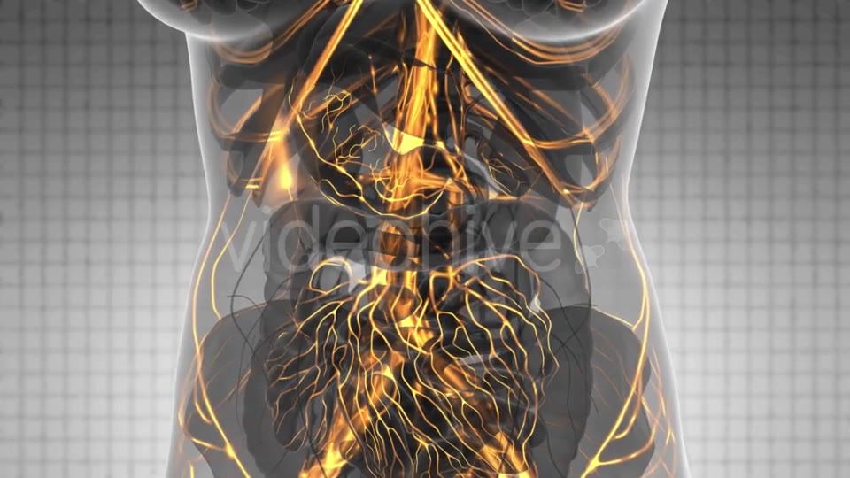 Human Body with Glow Blood Vessels - Download Videohive 21166517