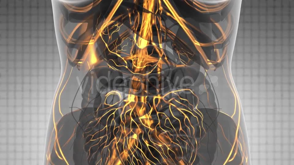 Human Body with Glow Blood Vessels - Download Videohive 21166517