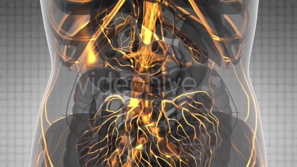 Human Body with Glow Blood Vessels - Download Videohive 21166517