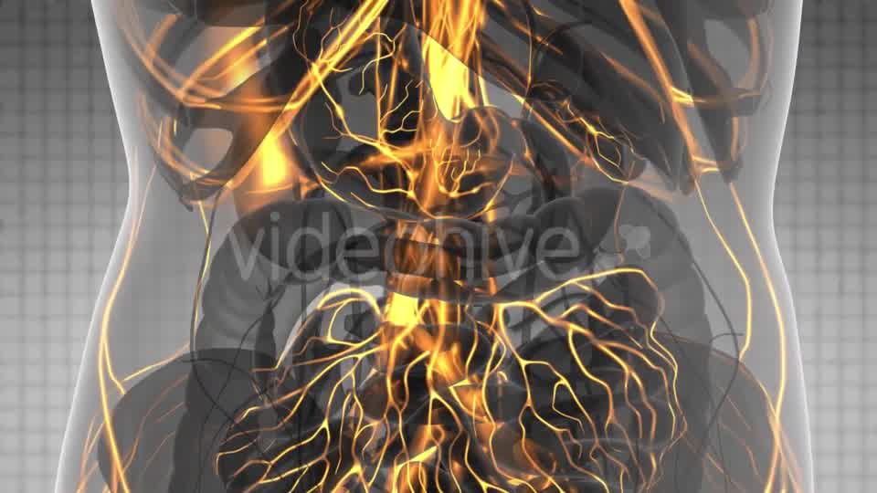 Human Body with Glow Blood Vessels - Download Videohive 21166517